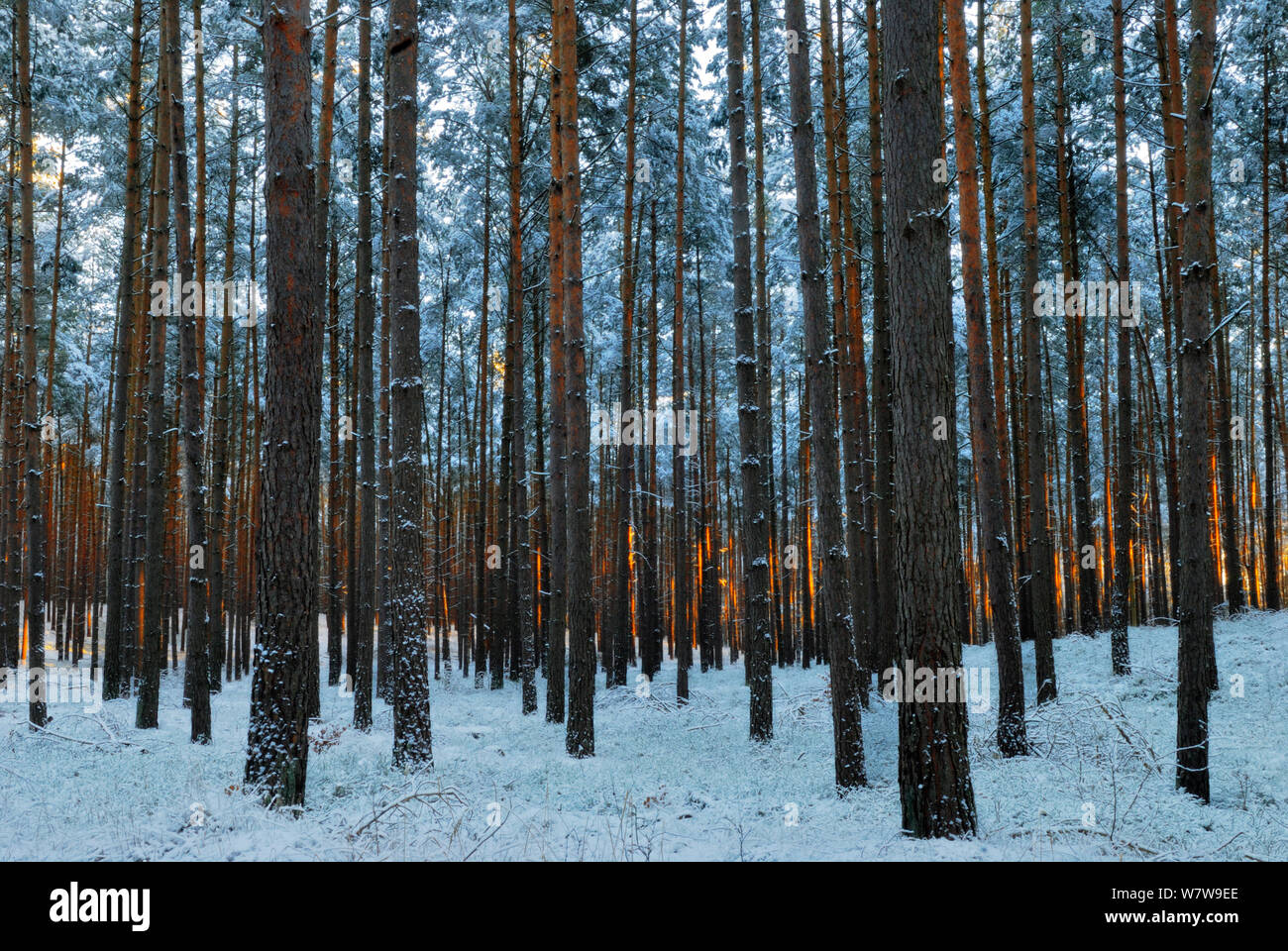 Scots pine (Pinus sylvestris) trunks in snow, Muritz-National Park, Germany, January. Stock Photo