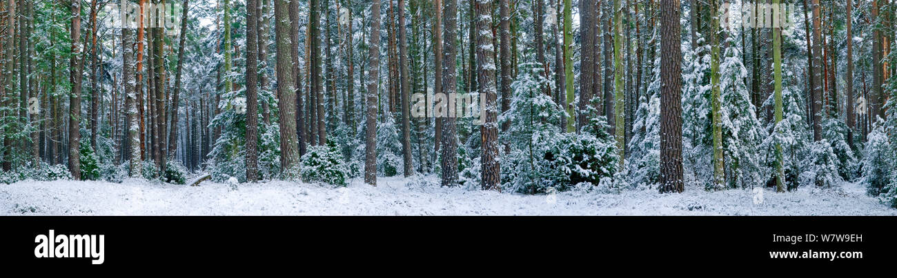 Scots pine (Pinus sylvestris) trunks in snow, Muritz-National Park, Germany, January. Stock Photo