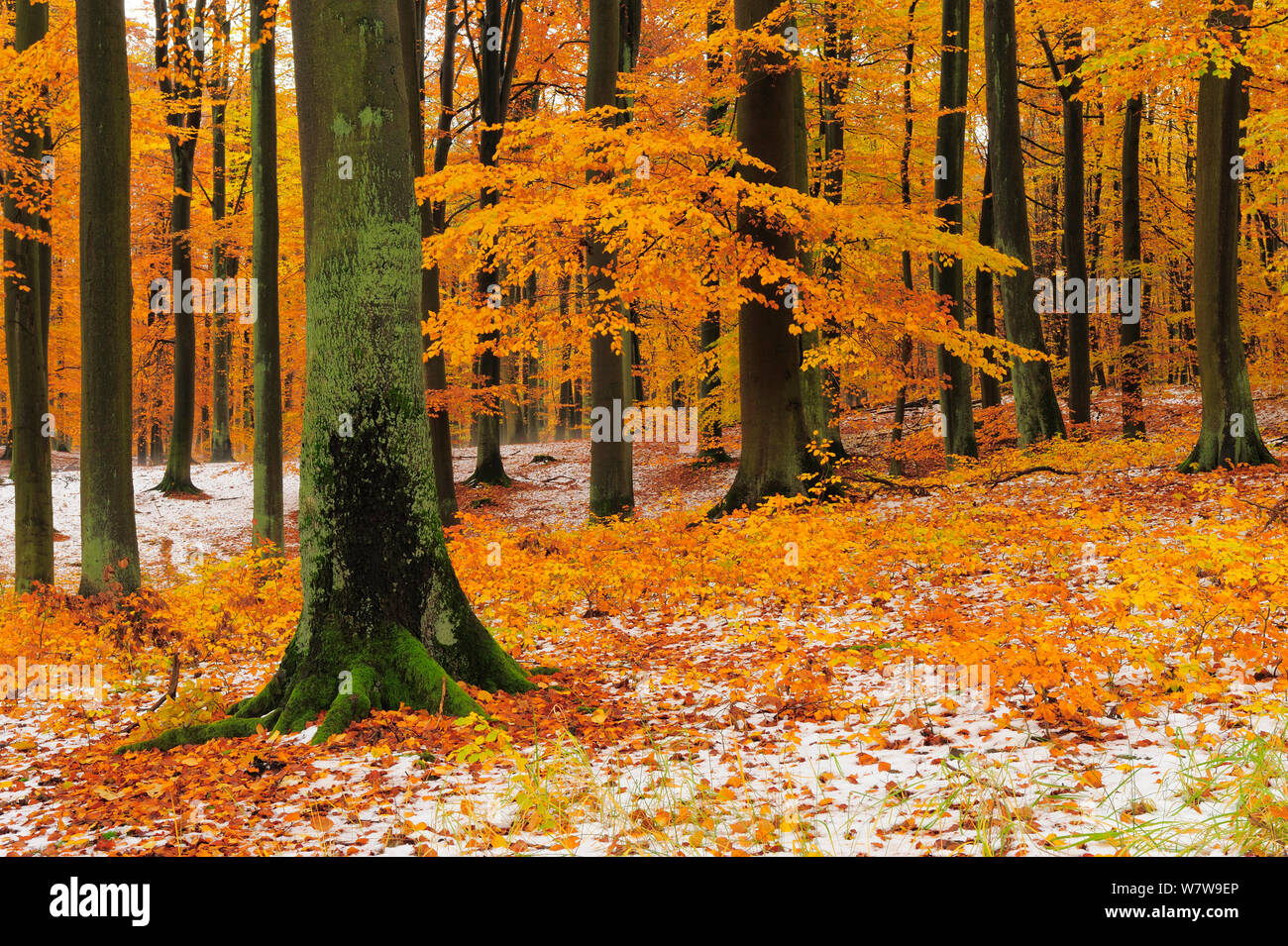 European beech (Fagus sylvatica) trees with last leaves in autumn and first snow on the ground. Serrahn, Muritz-National Park, World Natural Heritage site, Germany, November. Stock Photo