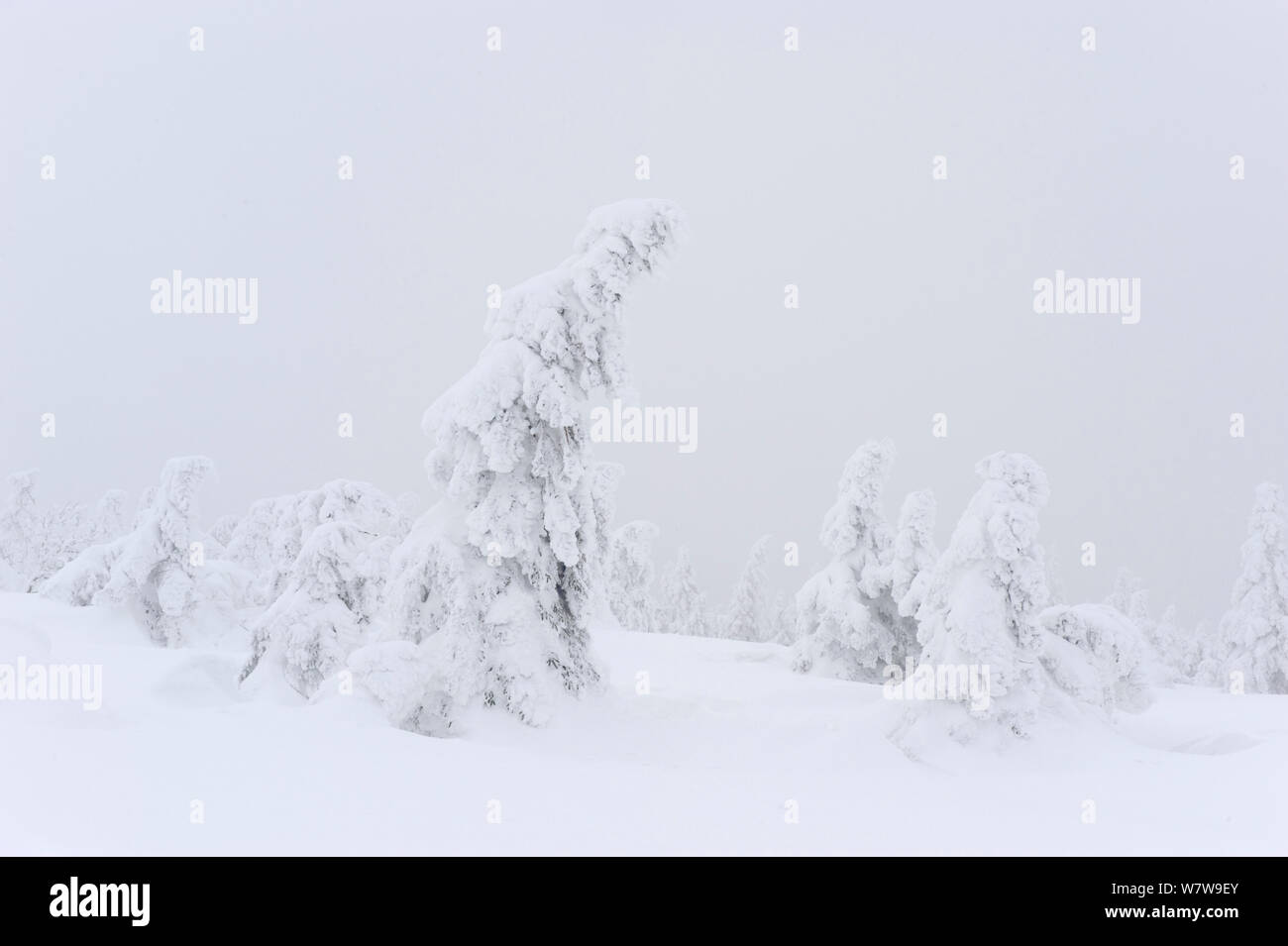 Norway spruce (Picea abies) trees covered in snow, Harz National Park, Brocken, Germany, February 2010. Stock Photo