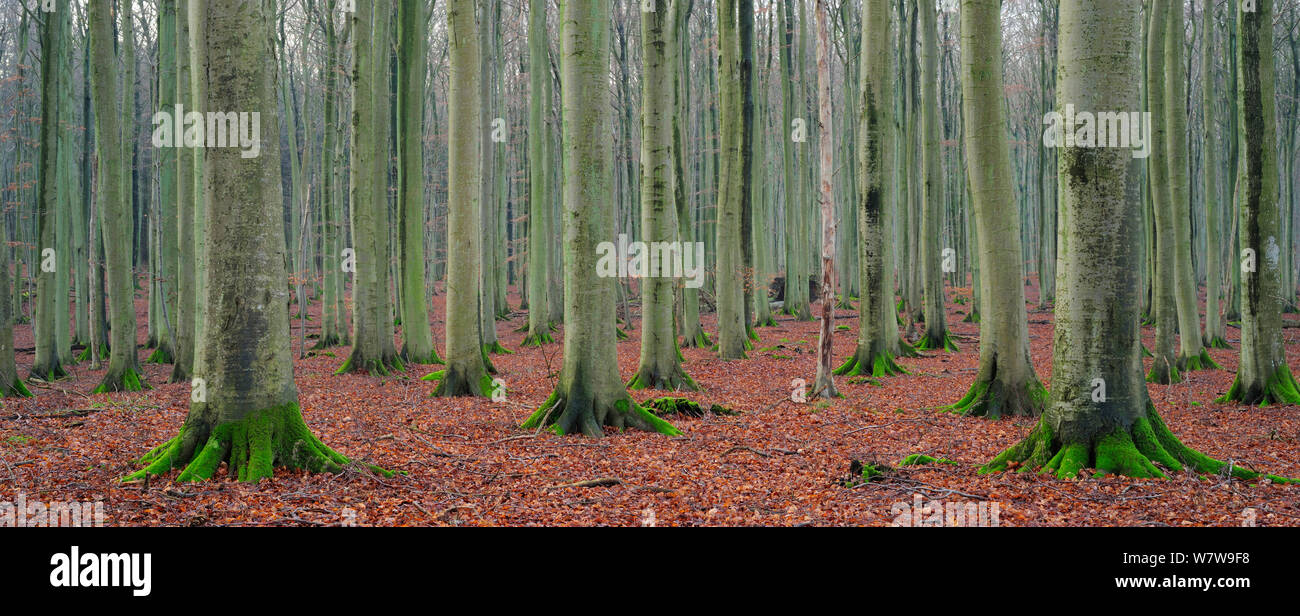 European beech (Fagus sylvatica) forest in winter, Jasmund National Park, World Natural Heritage site, Rugen, Germany, December. Stock Photo