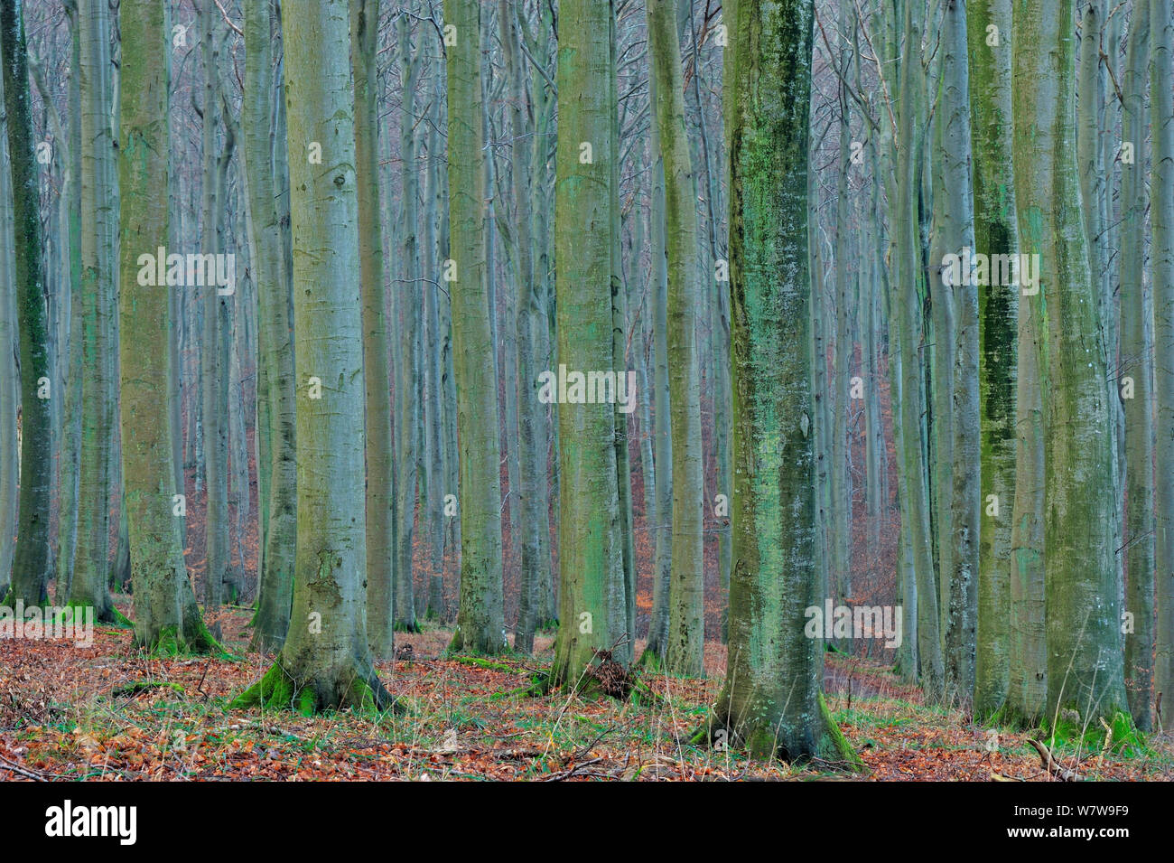 European beech (Fagus sylvatica) forest in winter, Jasmund National