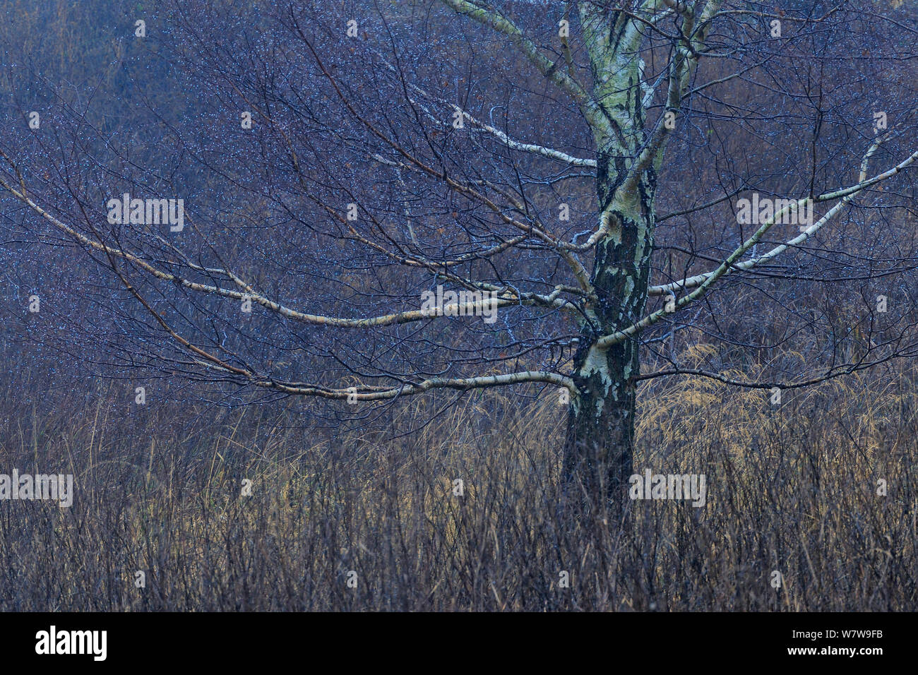 Silver birch (Betula pendula) in winter, Rugen, Germany, January. Stock Photo