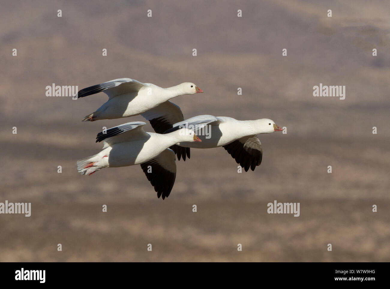Three Ross's Geese (Chen rossii) flying, Bosque del Apache, New Mexico, USA, January. Stock Photo