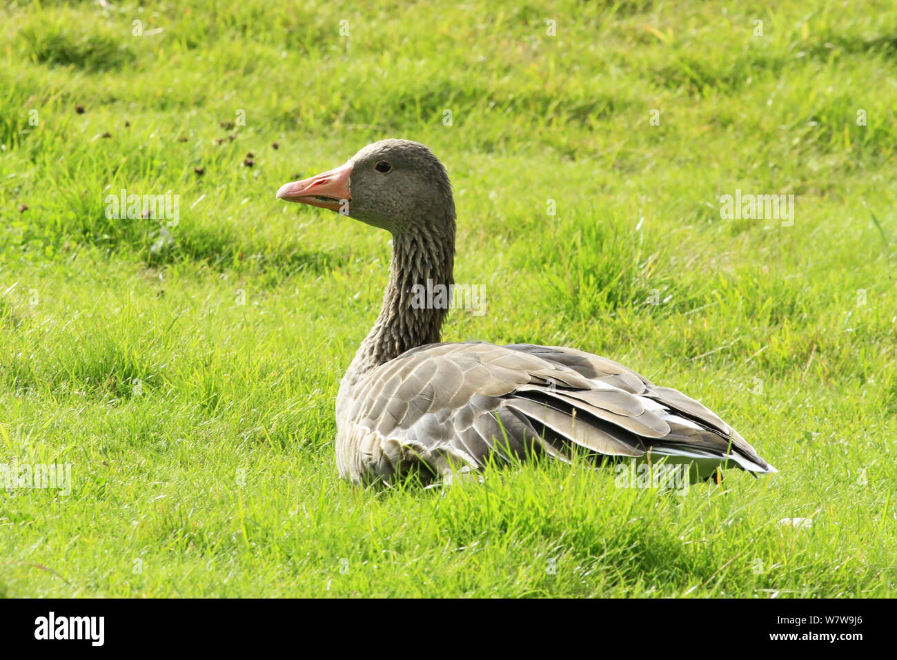Greylag goose in grass Stock Photo