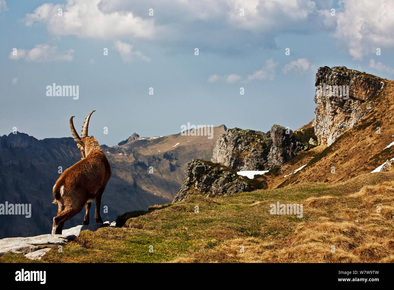 Alpine Ibex Capra Ibex In Habitat Bernese Alps Switzerland April Alpine Ibex Capra Ibex In Habitat Bernese Alps Switzerland April