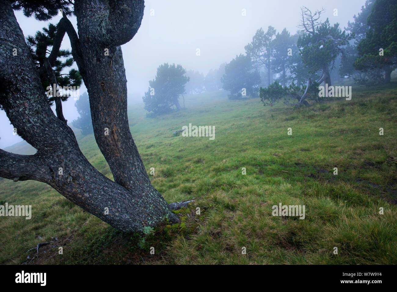 Mist over trees, Niederhorn Mountain, Bernese Alps, Switzerland, August 2011. Stock Photo