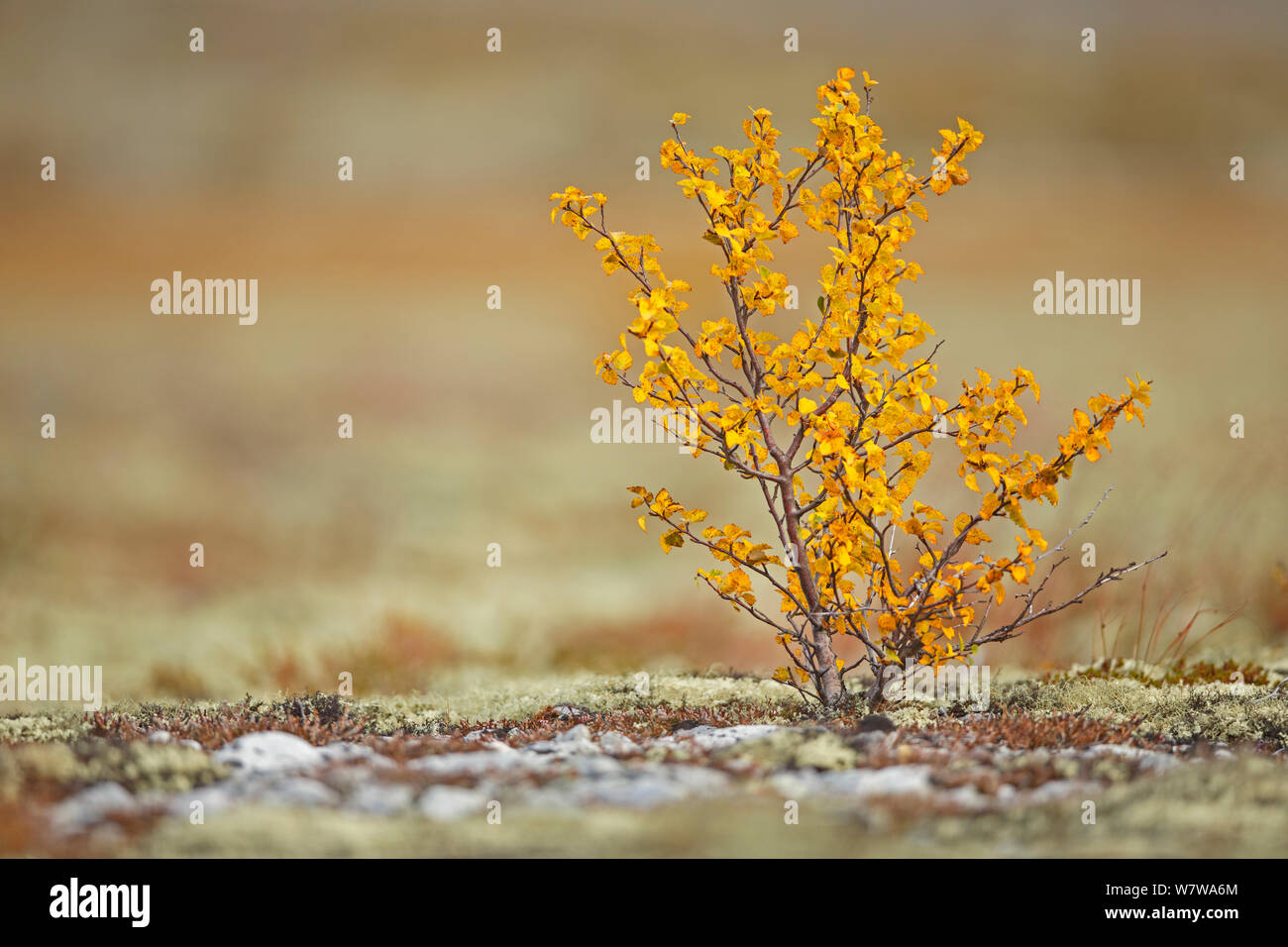 Silver birch tree sapling hi-res stock photography and images - Alamy