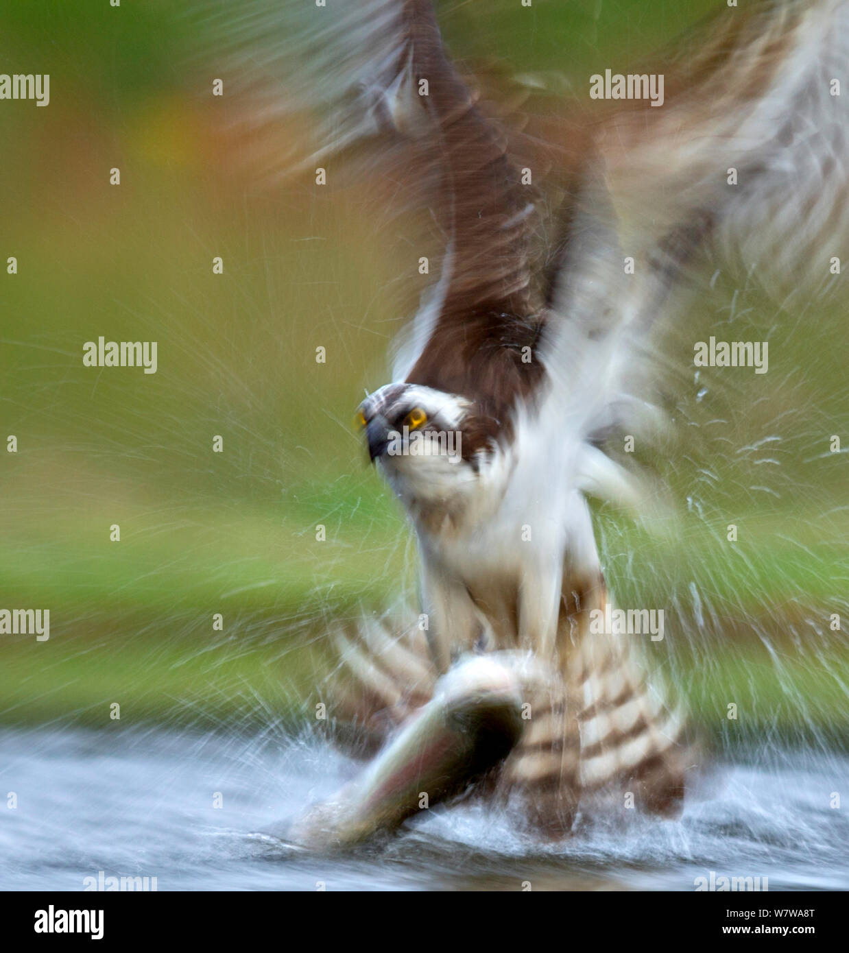 Osprey (Pandion haliaetus) flying from water with trout prey, Rothiemurchus, Scotland, UK, August. Stock Photo