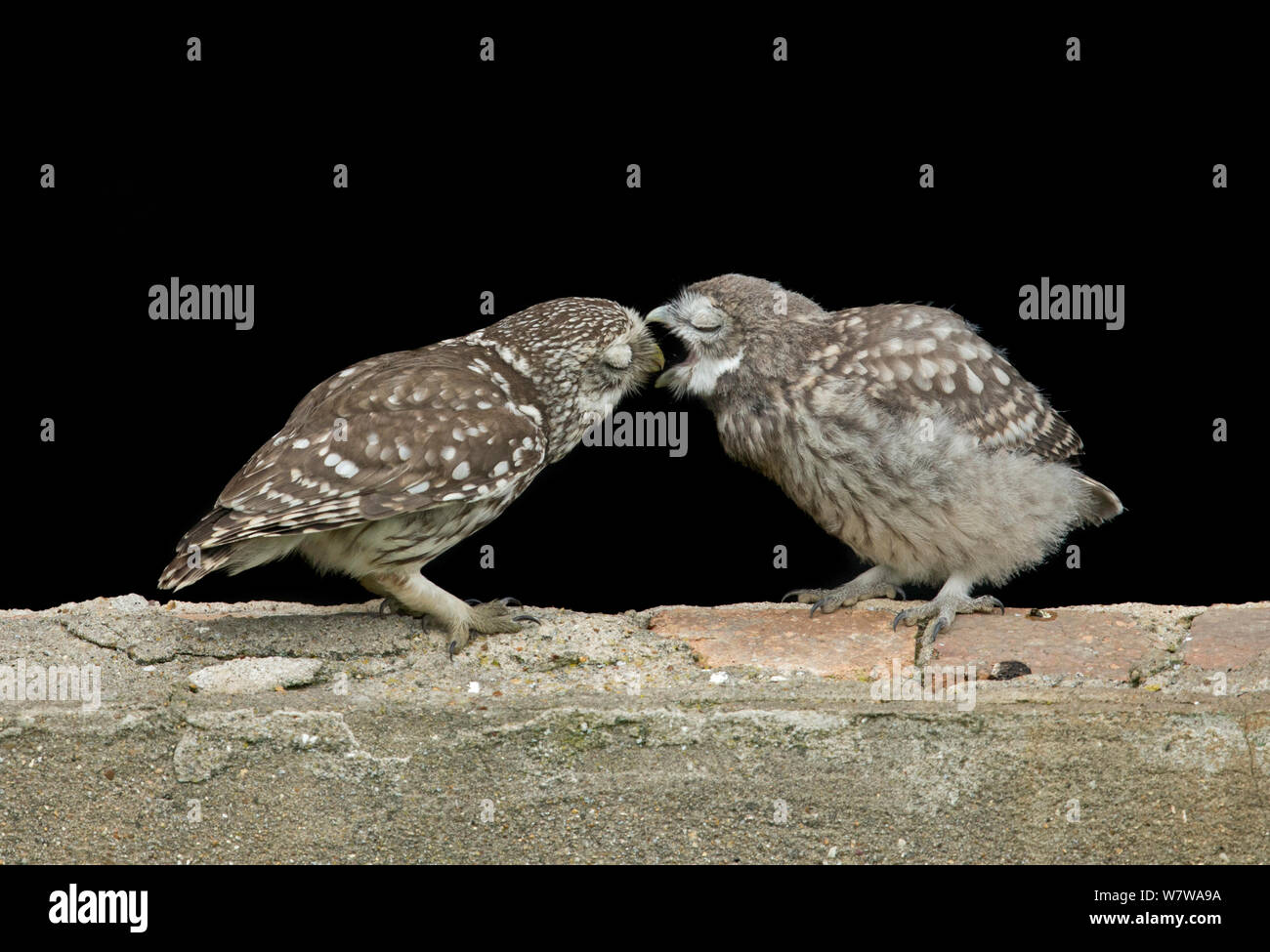 Little Owl (Athene noctua) parent feeding young, UK, June. Stock Photo