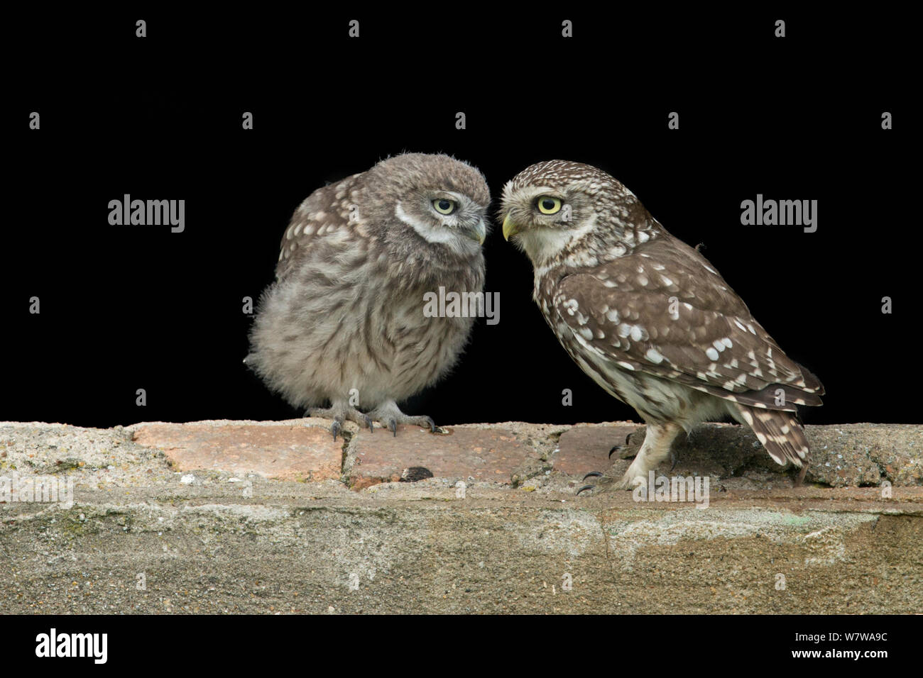 Little Owl (Athene noctua) parent and young, UK, June. Stock Photo