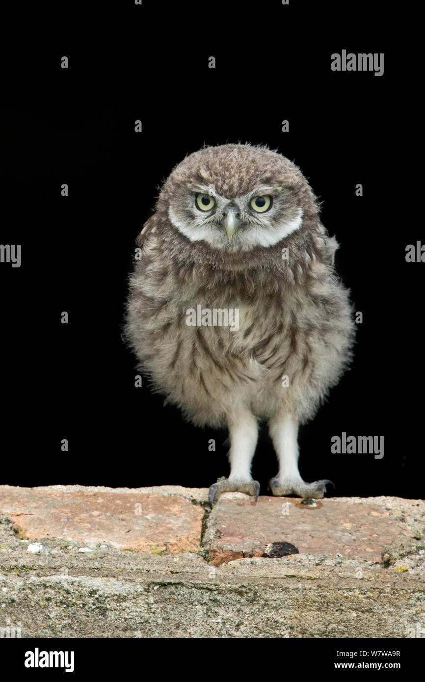 Little Owl (Athene noctua) owlet, UK, June. Stock Photo