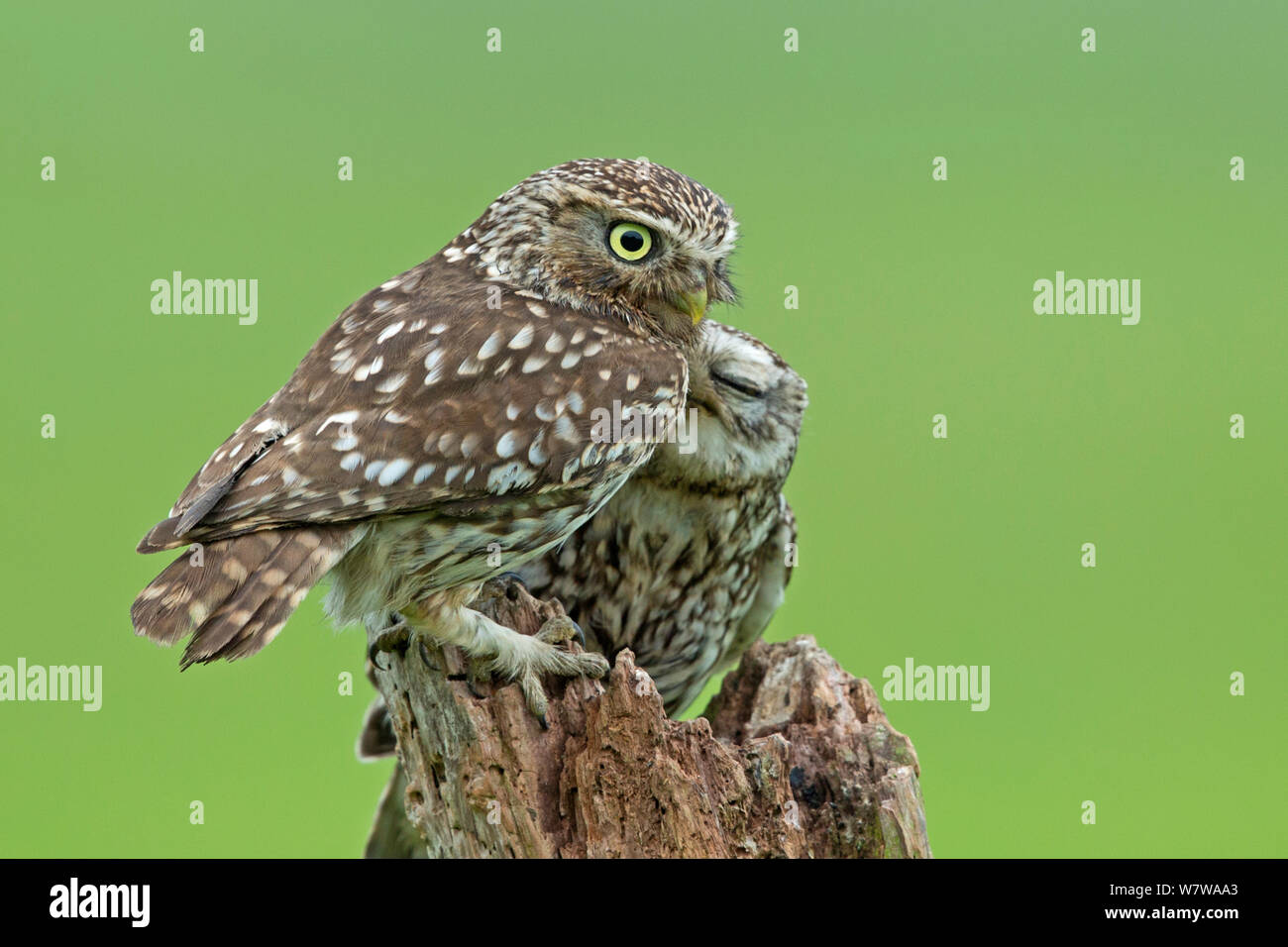 Little Owl (Athene noctua) parent with young, UK, May. Stock Photo