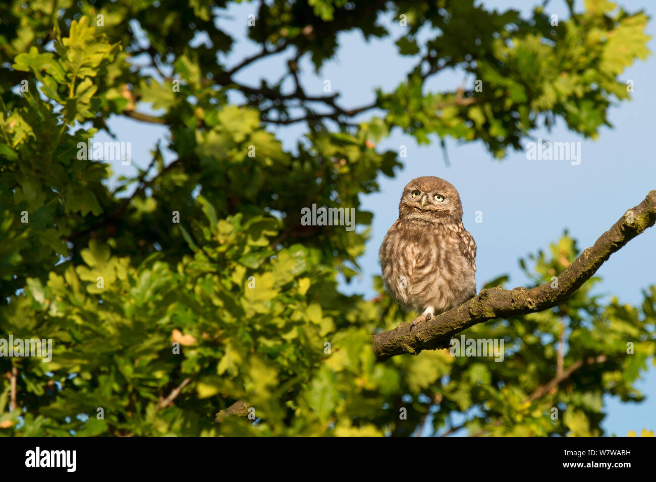 Little owl uk tree hires stock photography and images Alamy