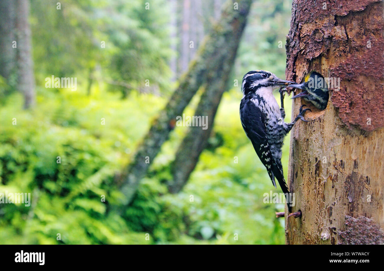 Three-toed Woodpecker (Picoides tridactylus) adult at nest in spruce forest, Hedmark, Norway, July. Stock Photo