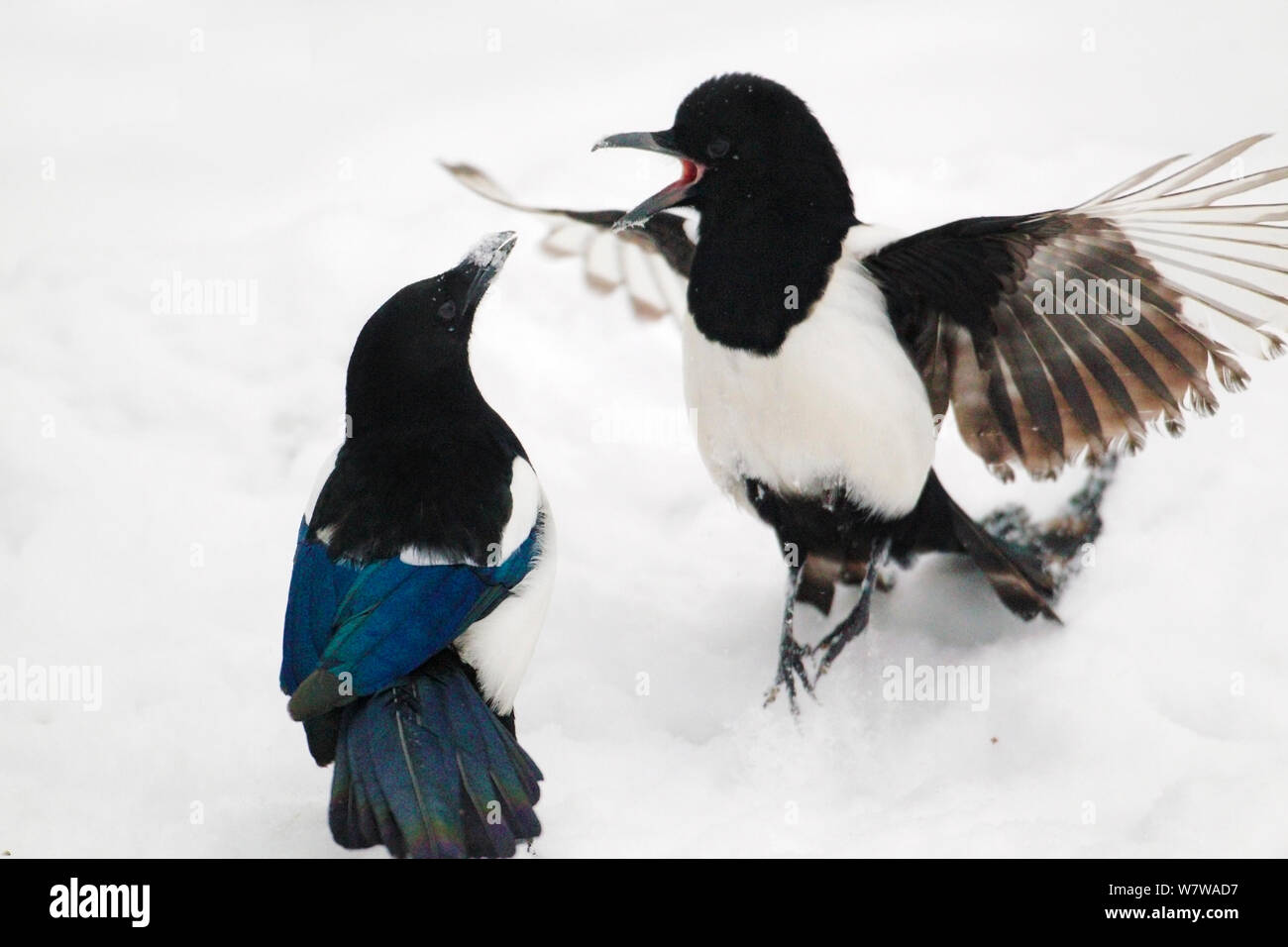 Magpies (Pica pica) in fight in snow, Norway, January. Stock Photo