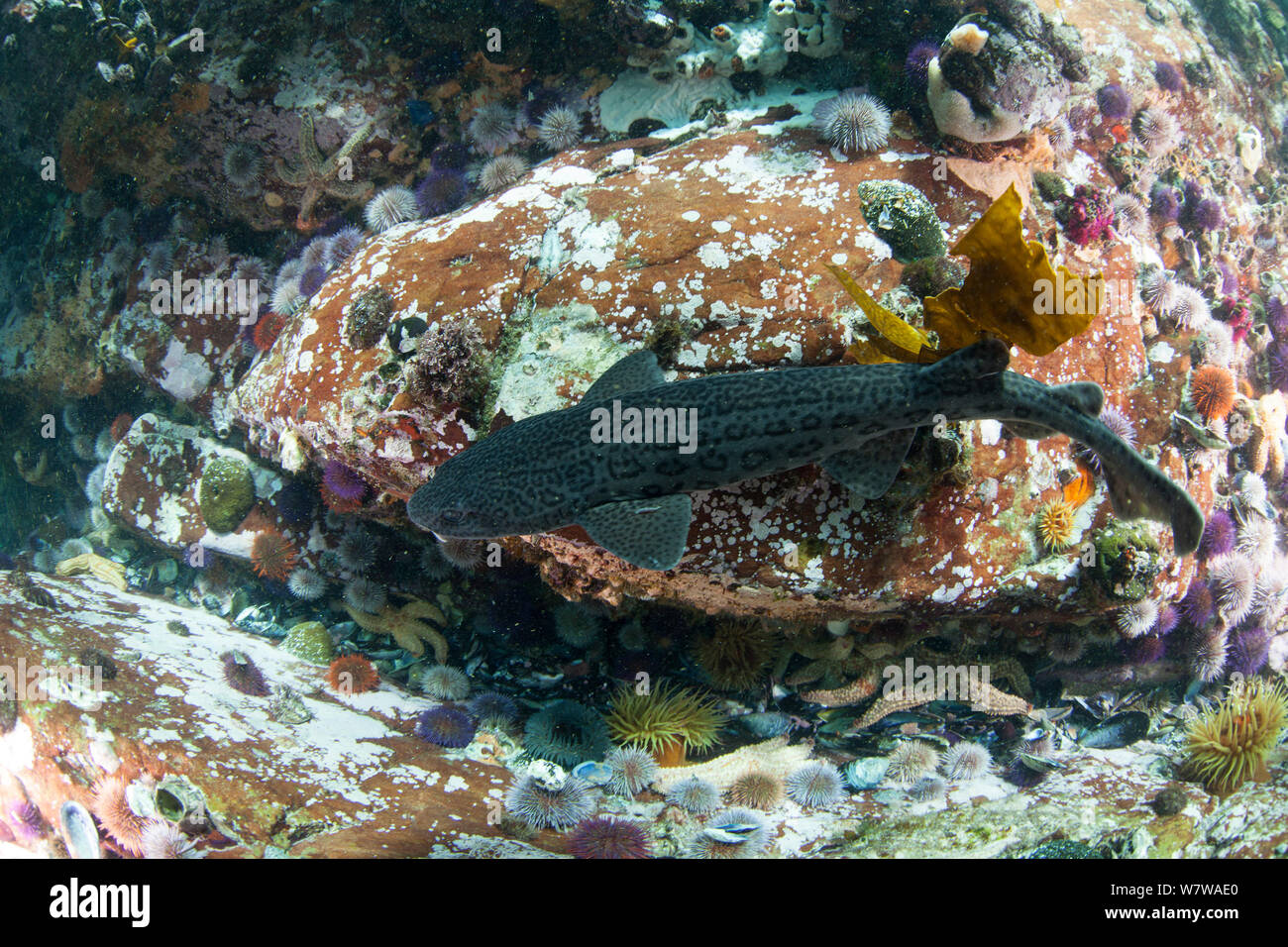 Leopard catshark (Poroderma pantherinum) Cape Point, Cape Town, South Africa. Stock Photo