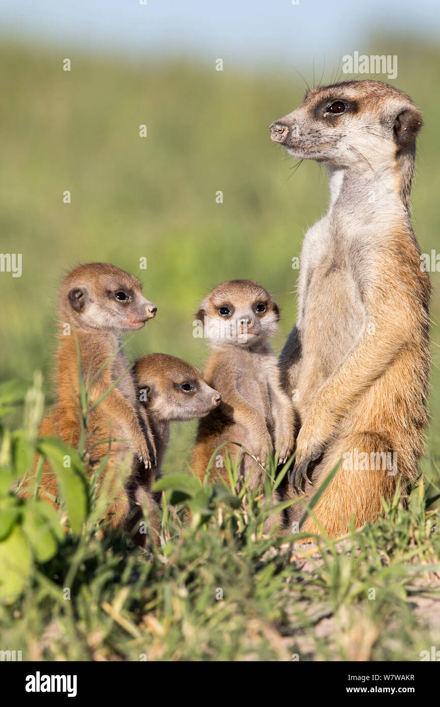 Mongoose Meerkat Suricate Family Hi res Stock Photography And Images mongoose-meerkat-suricate-family-hi-res-stock-photography-and-images