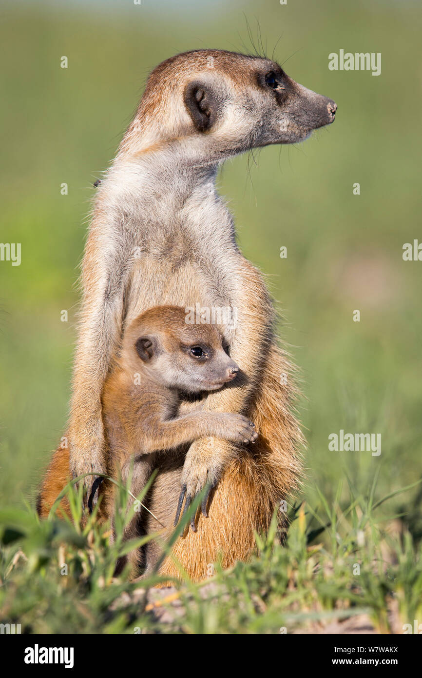 Meerkat (Suricata suricatta) young interacting with adult, Makgadikgadi Pans, Botswana. Stock Photo