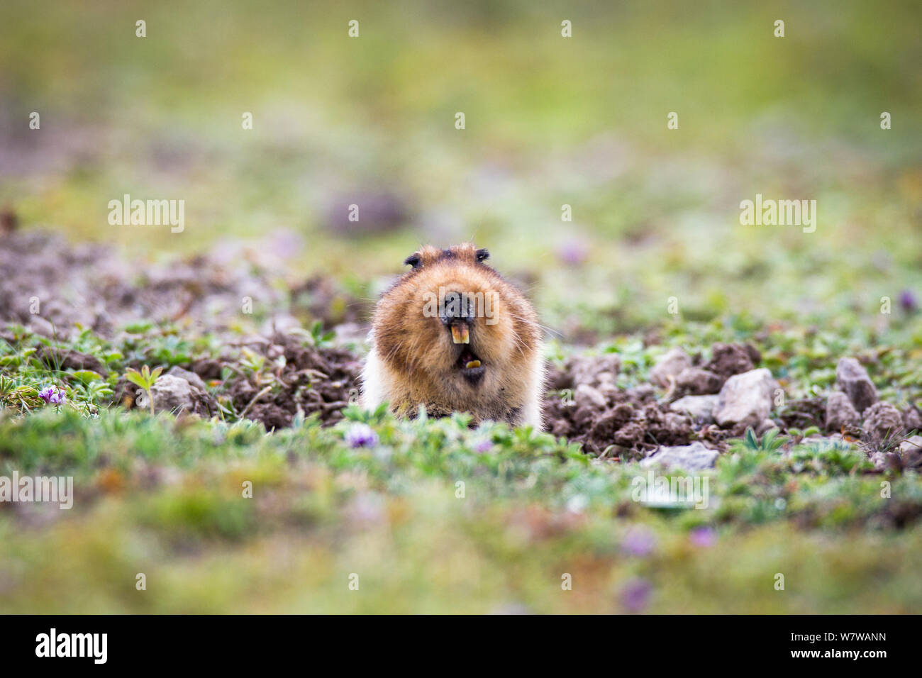 Big Headed Mole Rat Tachyoryctes Macrocephalus Appearing From Its