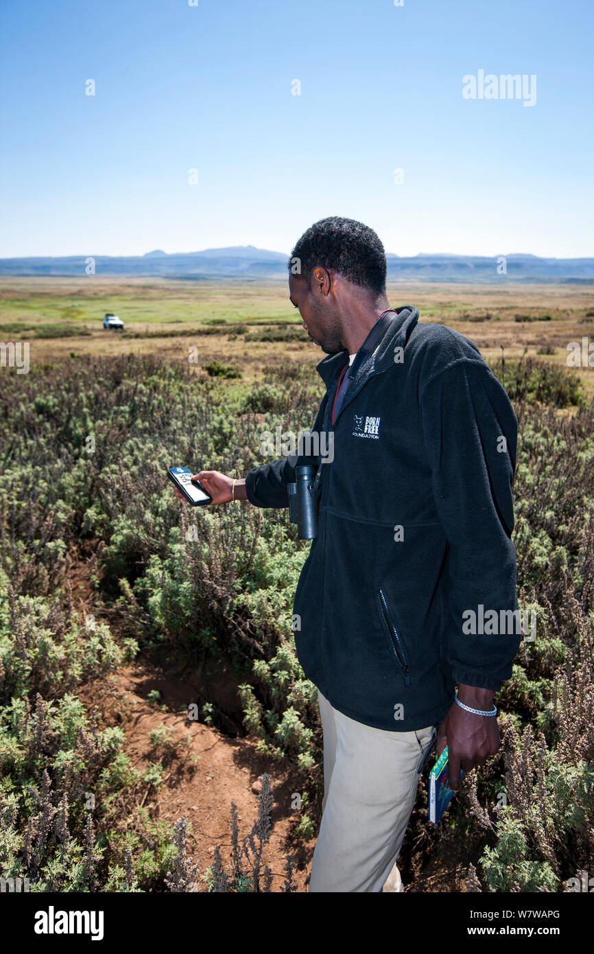An Ethiopian Wolf Conservation Program (EWPC) wolf monitor marks the location of a den with a handheld GPS device, Bale Mountains National Park, Ethiopia, November 2011. Stock Photo