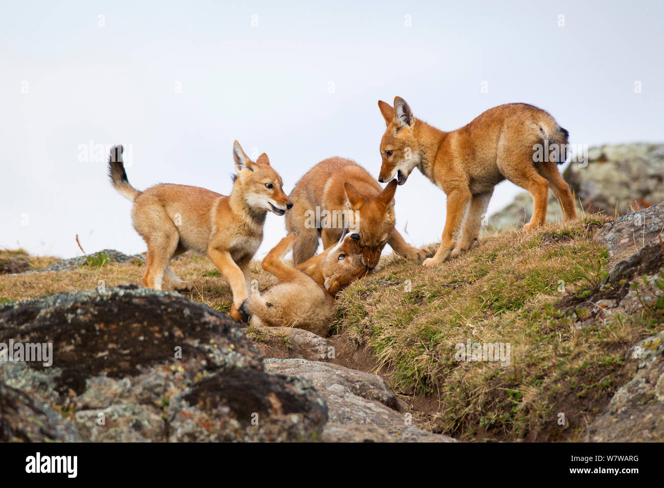 Ethiopian Wolf (Canis simensis) pups playing, Bale Mountains National Park, Ethiopia. Stock Photo