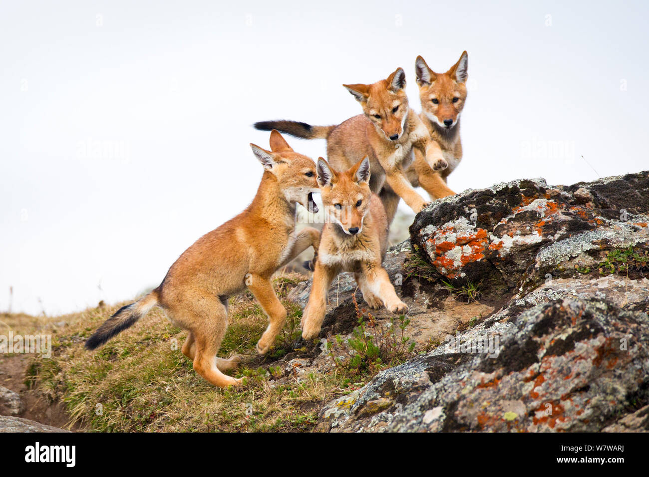 Ethiopian Wolf (Canis simensis) pups playing, Bale Mountains National Park, Ethiopia. Stock Photo