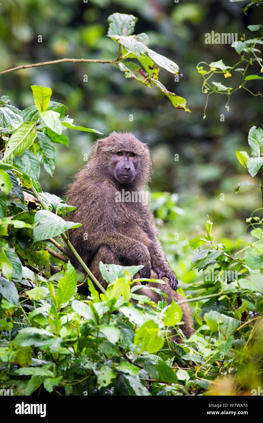 Olive baboon (Papio anubis) Harenna Forest. Bale Mountains National Park, Ethiopia. Stock Photo