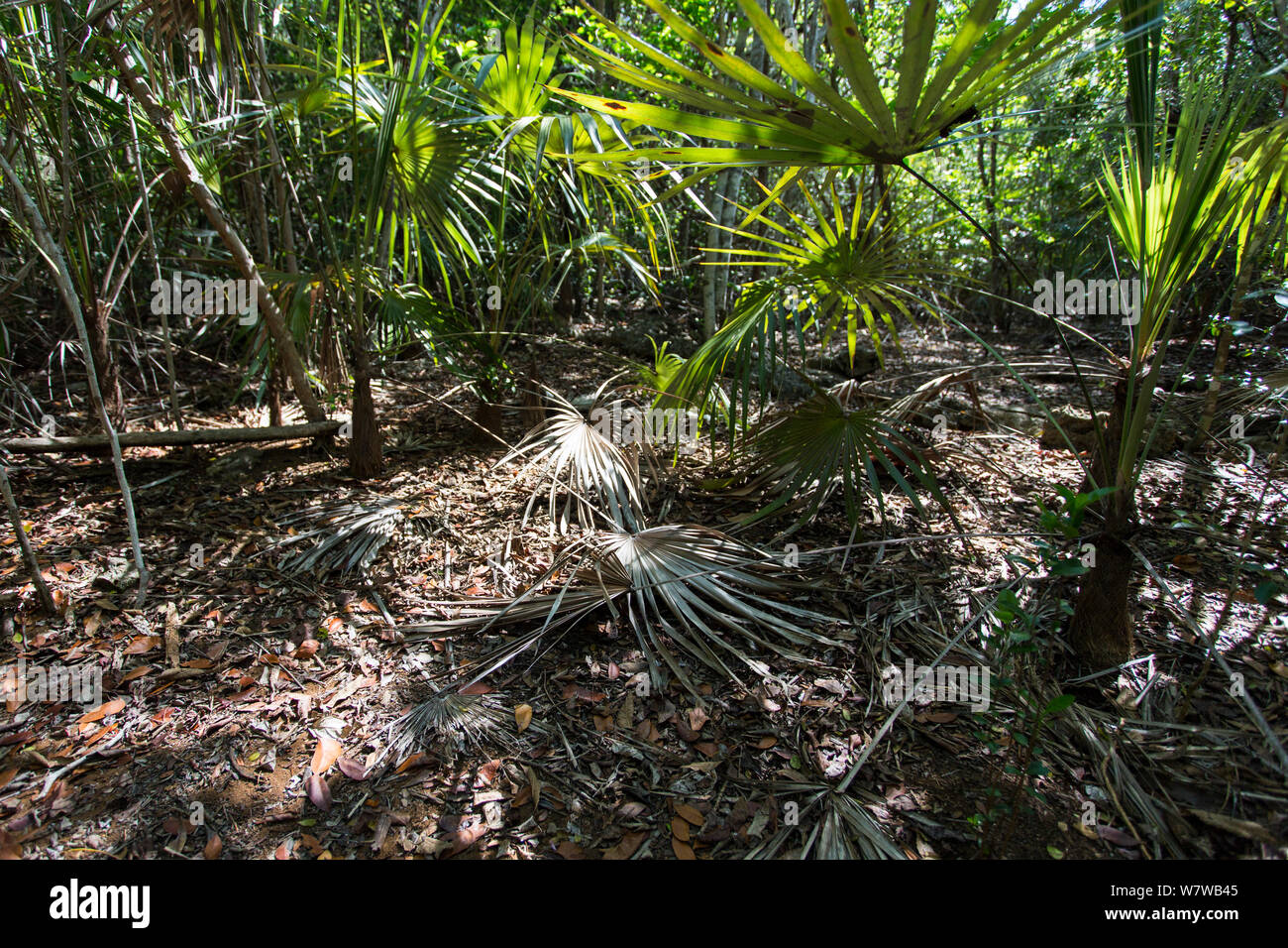 Grand cayman blue rock iguana hi-res stock photography and images - Alamy