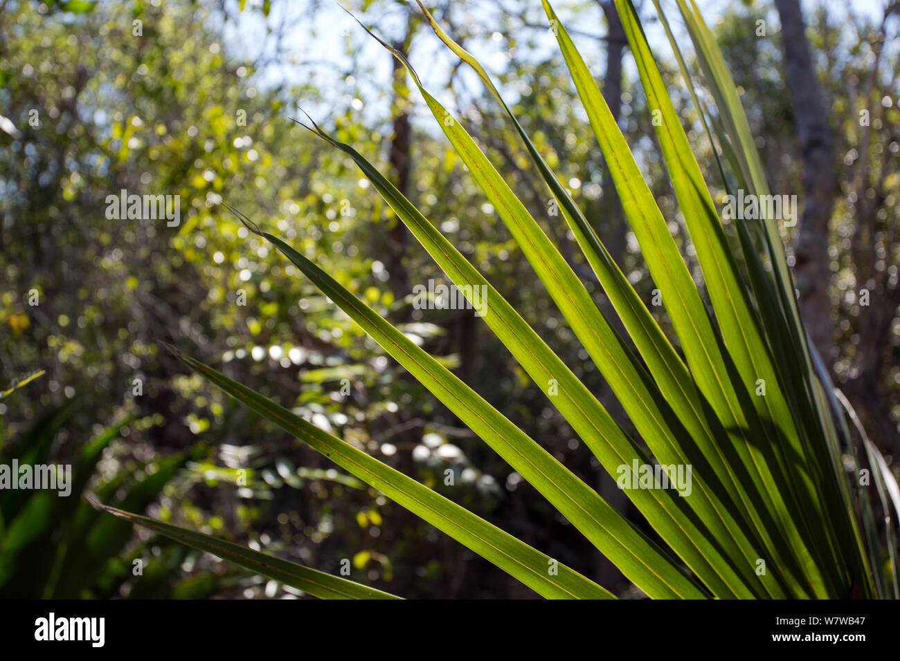 Silver Thatch Palm (Coccothrinax proctorii) Grand Cayman Island, Cayman Islands. Stock Photo
