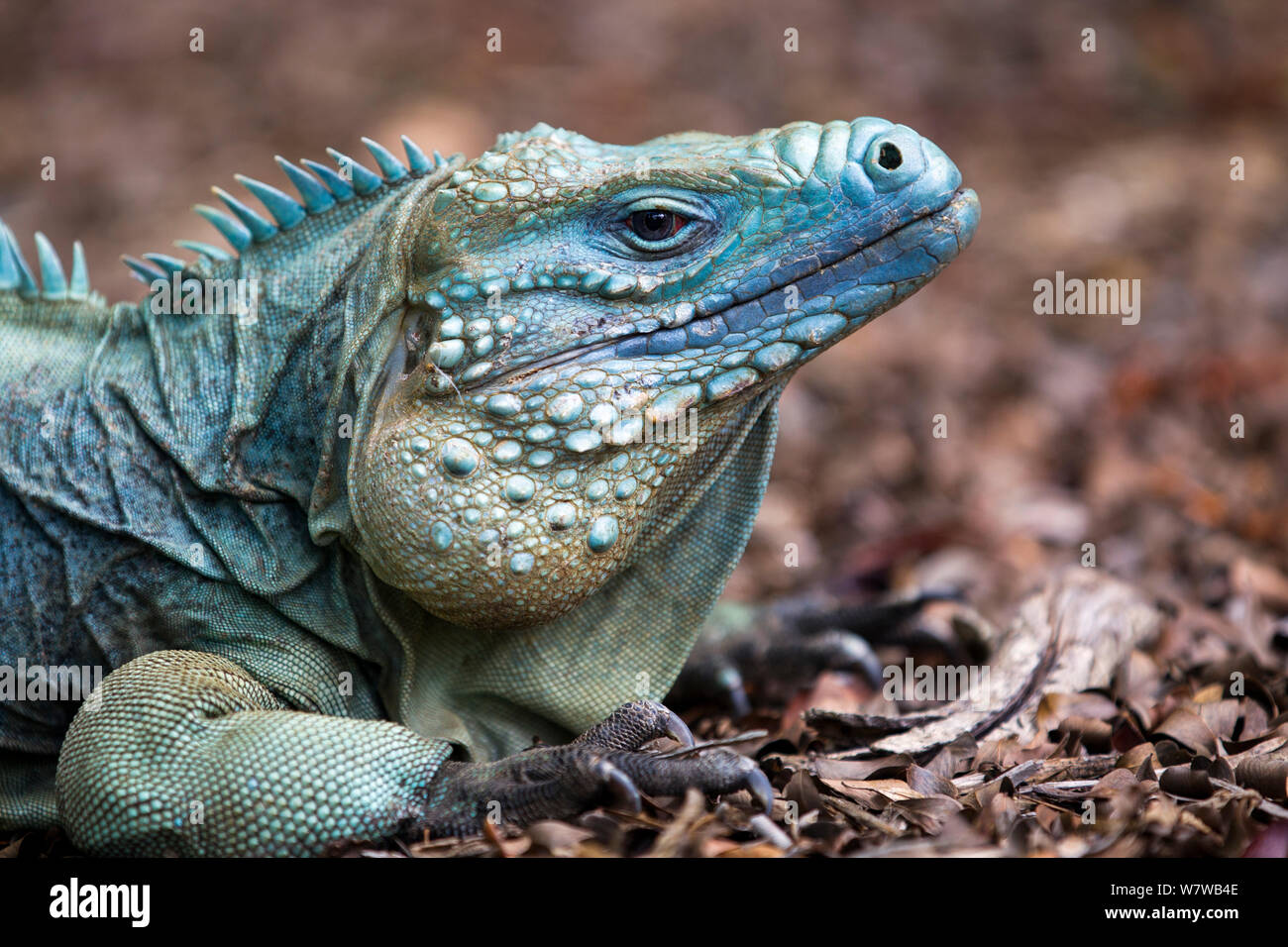 Cayman Island Blue Iguana (Cyclura lewisi) portrait, in captive breeding program at Queen Elizabeth II Botanic Park, Grand Cayman Island, Cayman Islands. Stock Photo