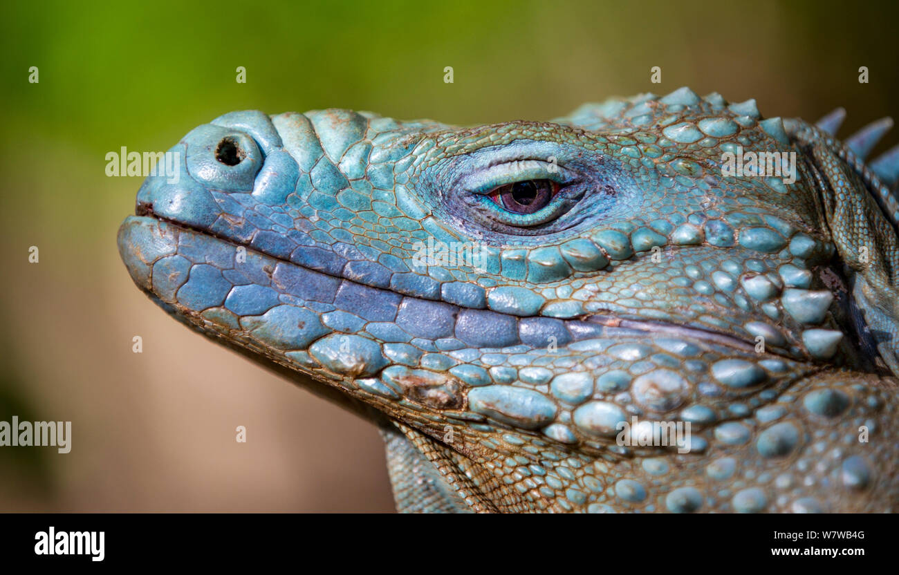 Grand Cayman Island blue iguana (Cyclura lewisi) close up portrait, in captive breeding program at Queen Elizabeth II Botanic Park, Grand Cayman Island, Cayman Islands. Stock Photo