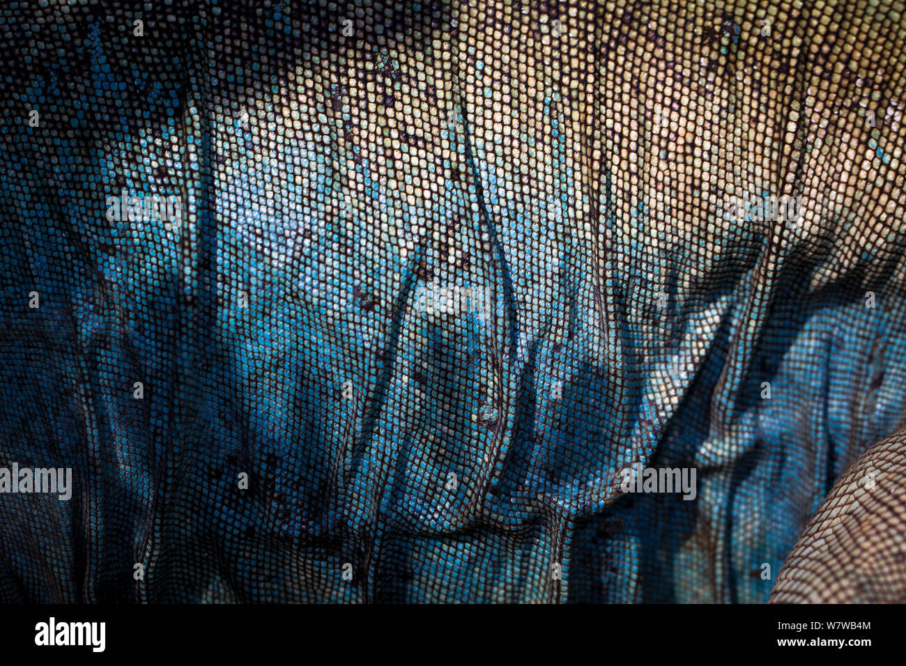 Abstract patterns on the flank of an endangered Grand Cayman Island blue iguana (Cyclura lewisi) in captive breeding program at Queen Elizabeth II Botanic Park, Grand Cayman Island, Cayman Islands. Stock Photo