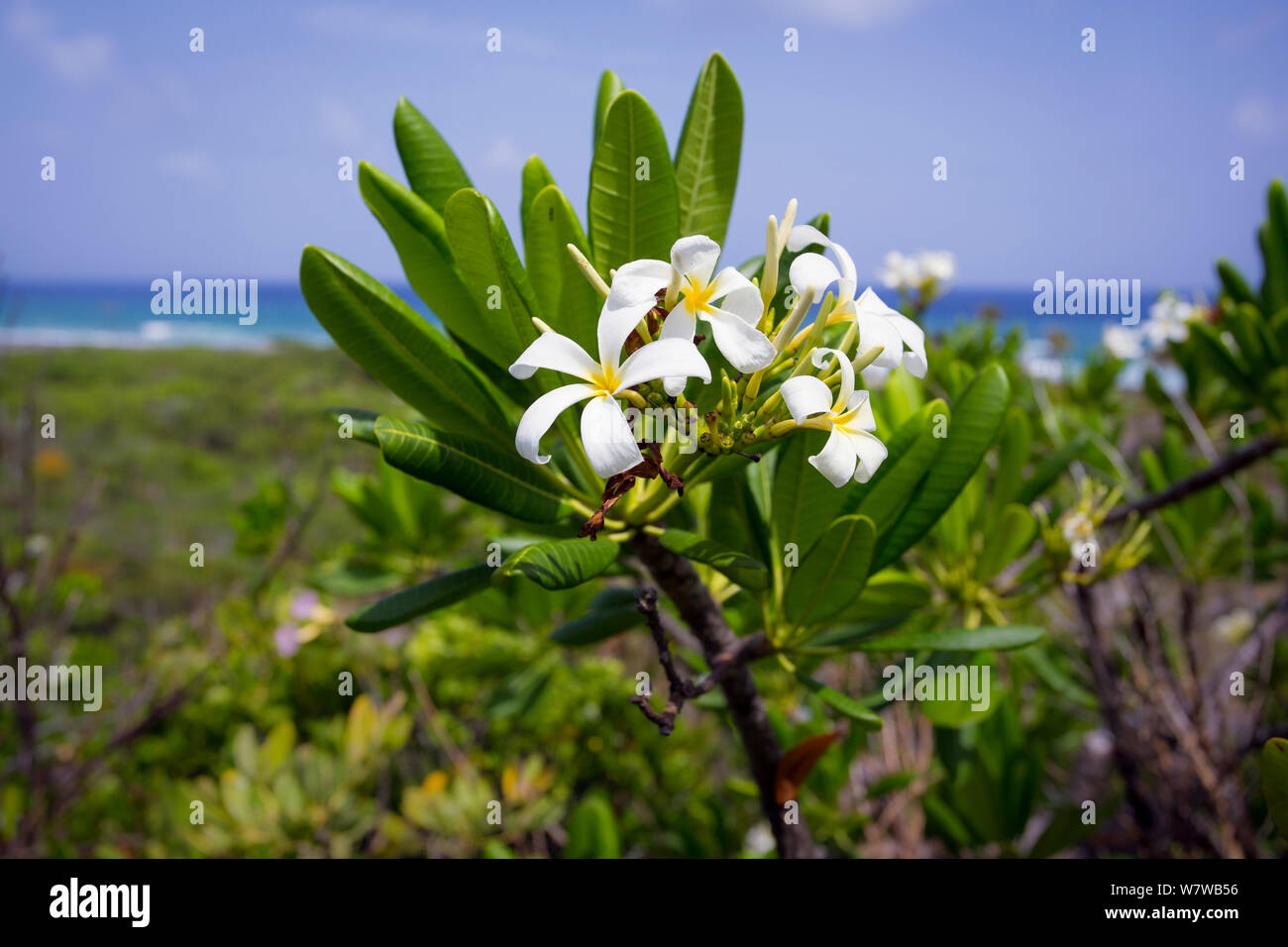 Wild jasmine (Plumeria obtusa), Cayman Brac, Cayman Islands. Stock Photo