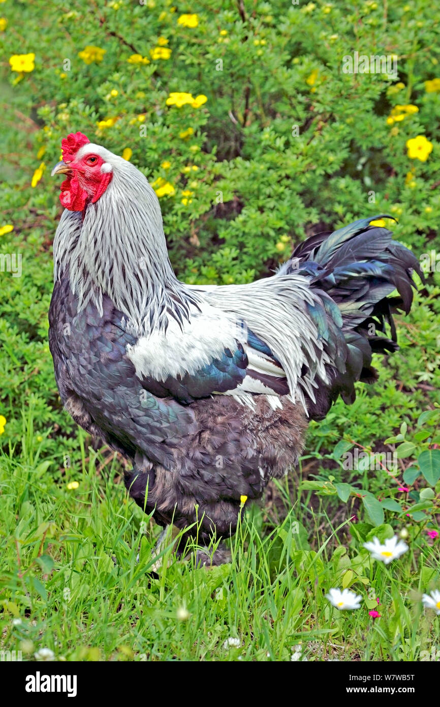 Beautiful Brahma Rooster standing in grass by flowers Stock Photo