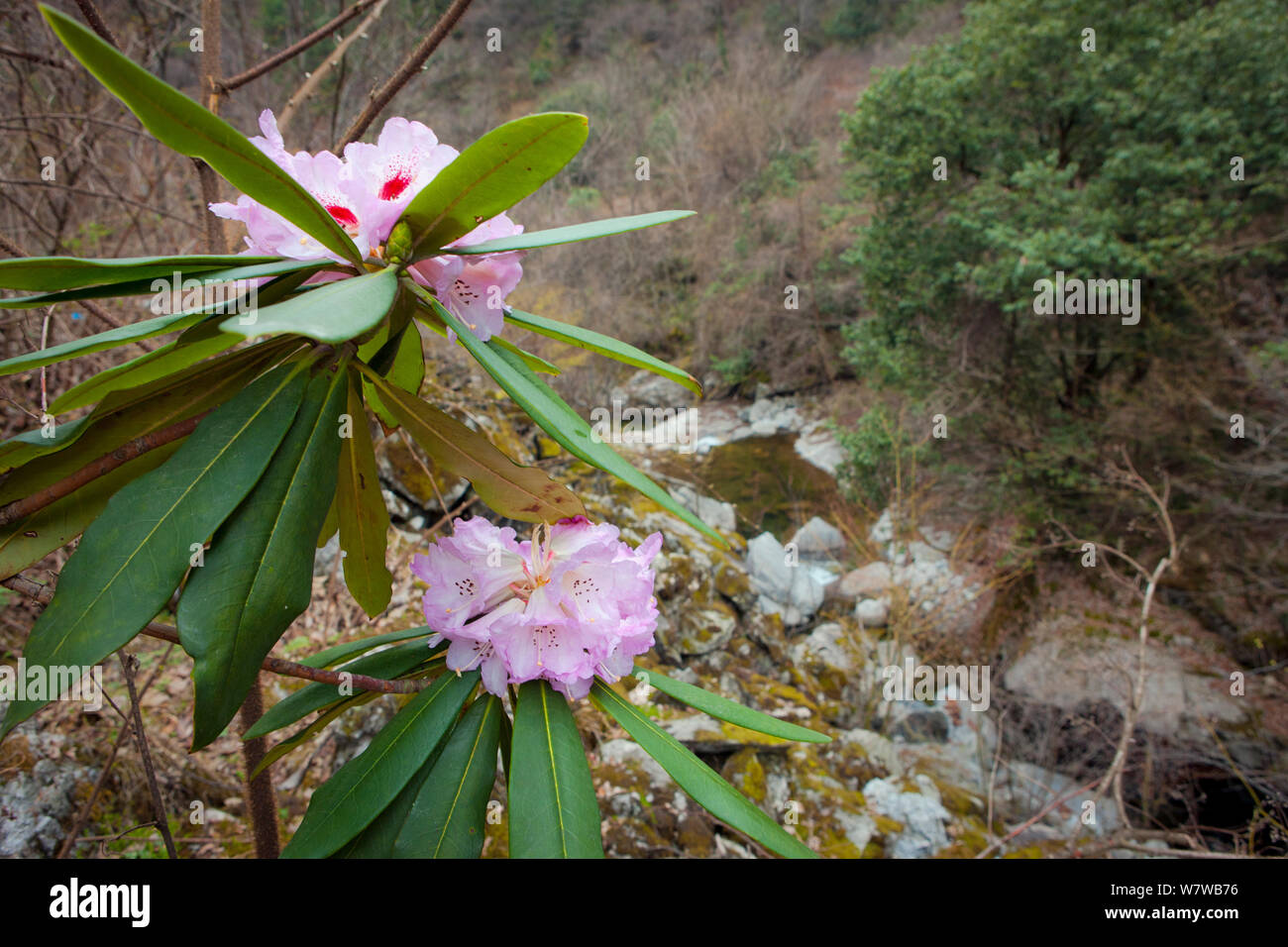 Rhododendron in habitat, Foping Nature Reserve, Qinling Mountains, China. Stock Photo