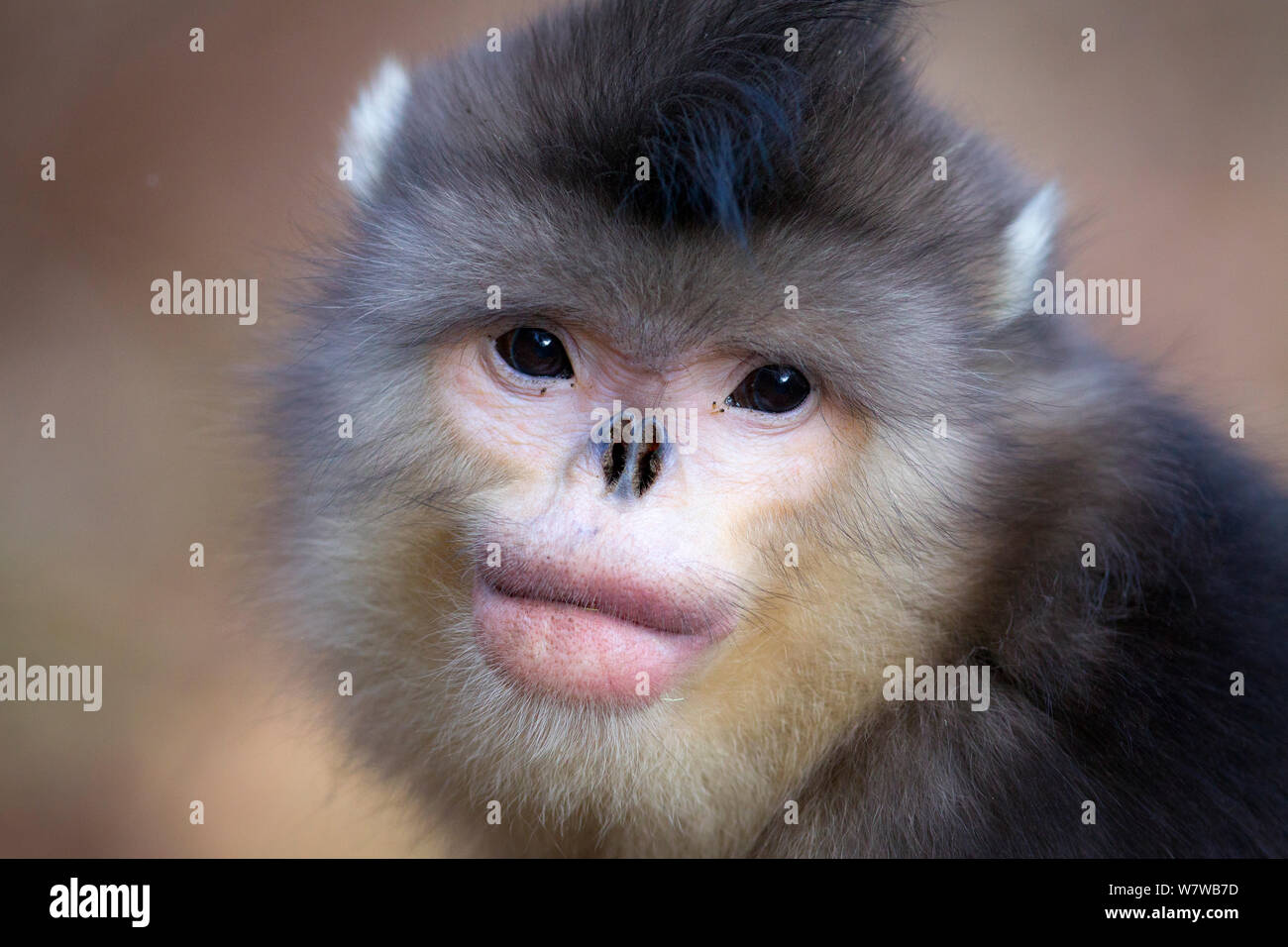 Yunnan Snub-nosed Monkey (Rhinopithecus bieti) portrait,. Yunnan Province, China. Stock Photo