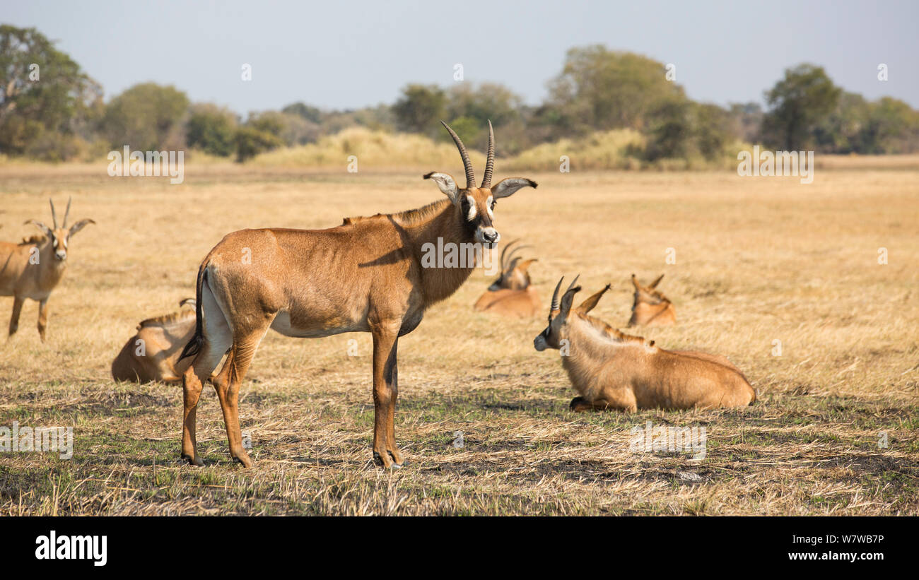 Roan antelope (Hippotragus equinus) herd resting, Busanga Plains, Kafue National Park, Zambia. Stock Photo