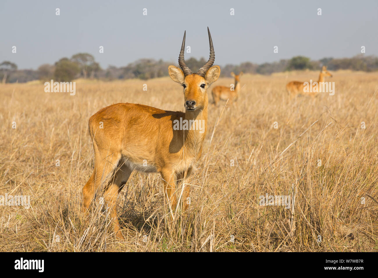 Puku (Kobus vardonii) Busanga Plains, Kafue National Park, Zambia. Stock Photo