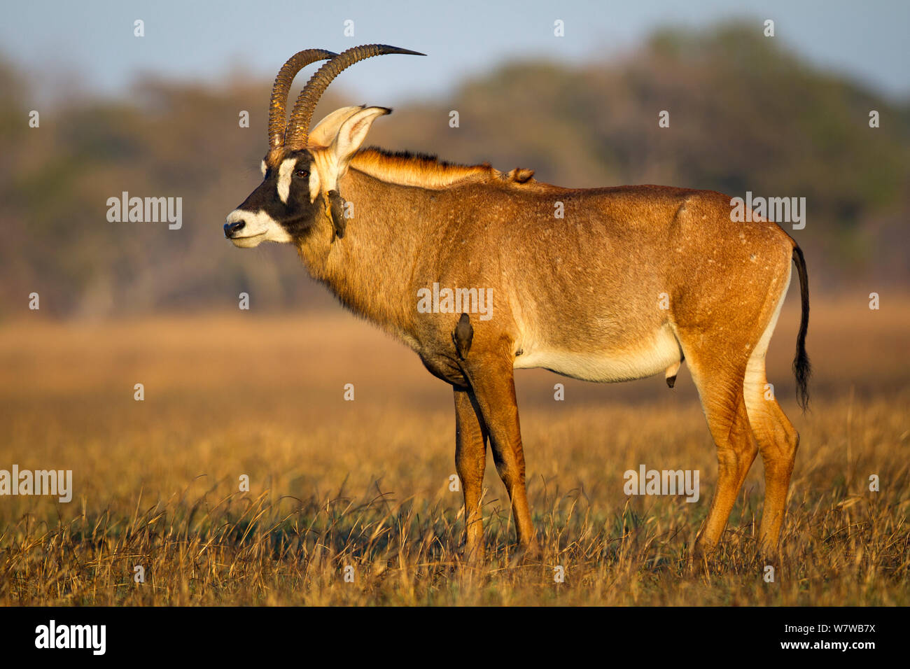 Roan antelope (Hippotragus equinus) profile, Busanga Plains, Kafue National Park, Zambia. Stock Photo