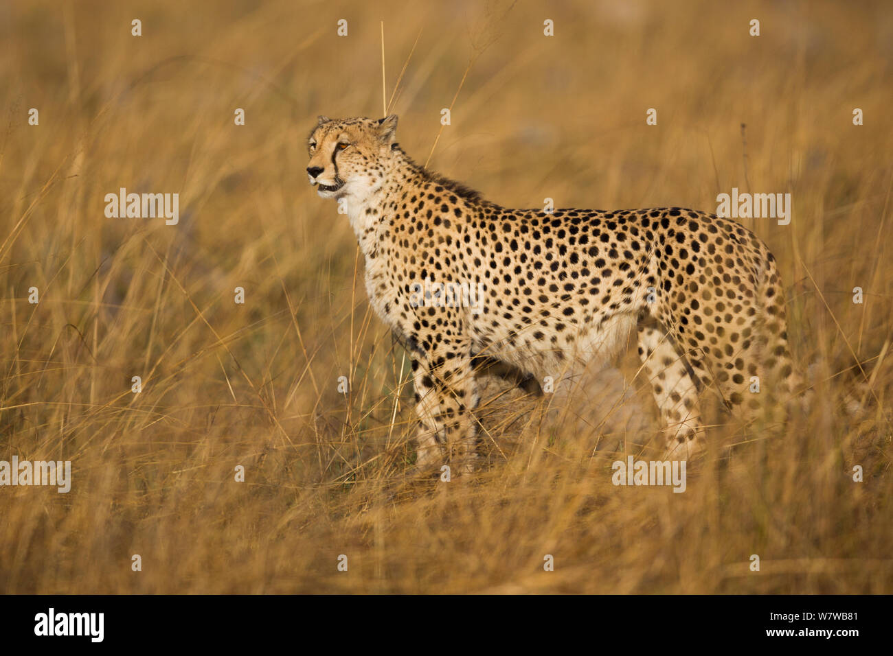 Cheetah (Acinonyx jubatus) Busanga Plains, Kafue National Park, Zambia. Stock Photo