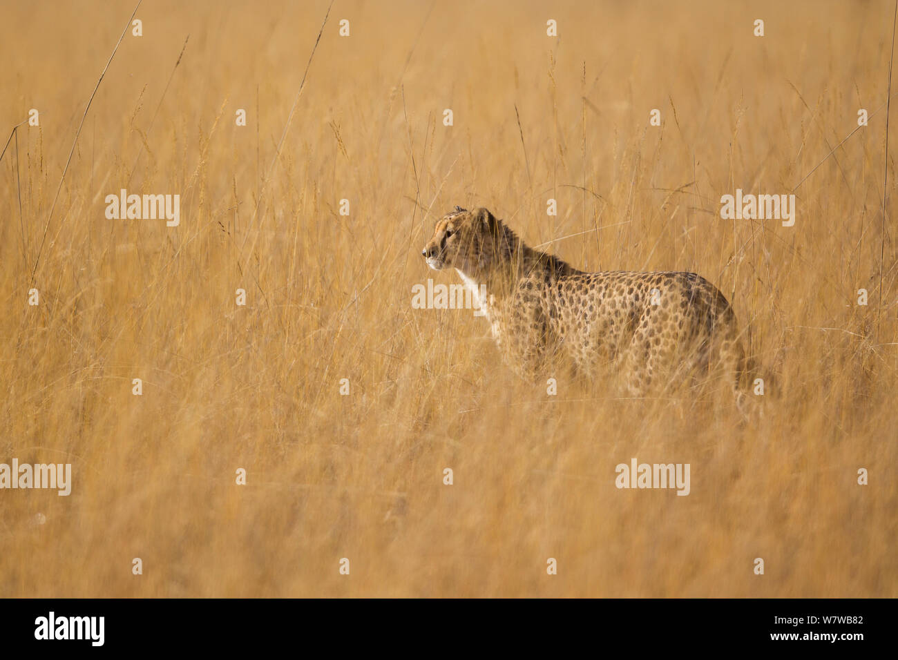 Cheetah (Acinonyx jubatus) in long grass, Busanga Plains, Kafue National Park, Zambia. Stock Photo