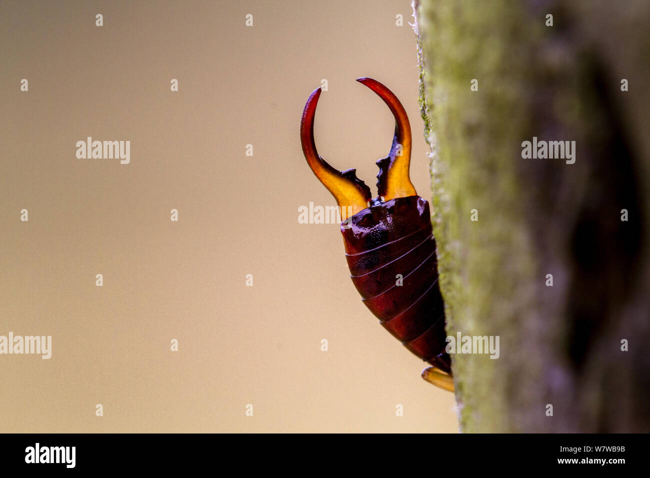 Earwig pincers close up hires stock photography and images Alamy