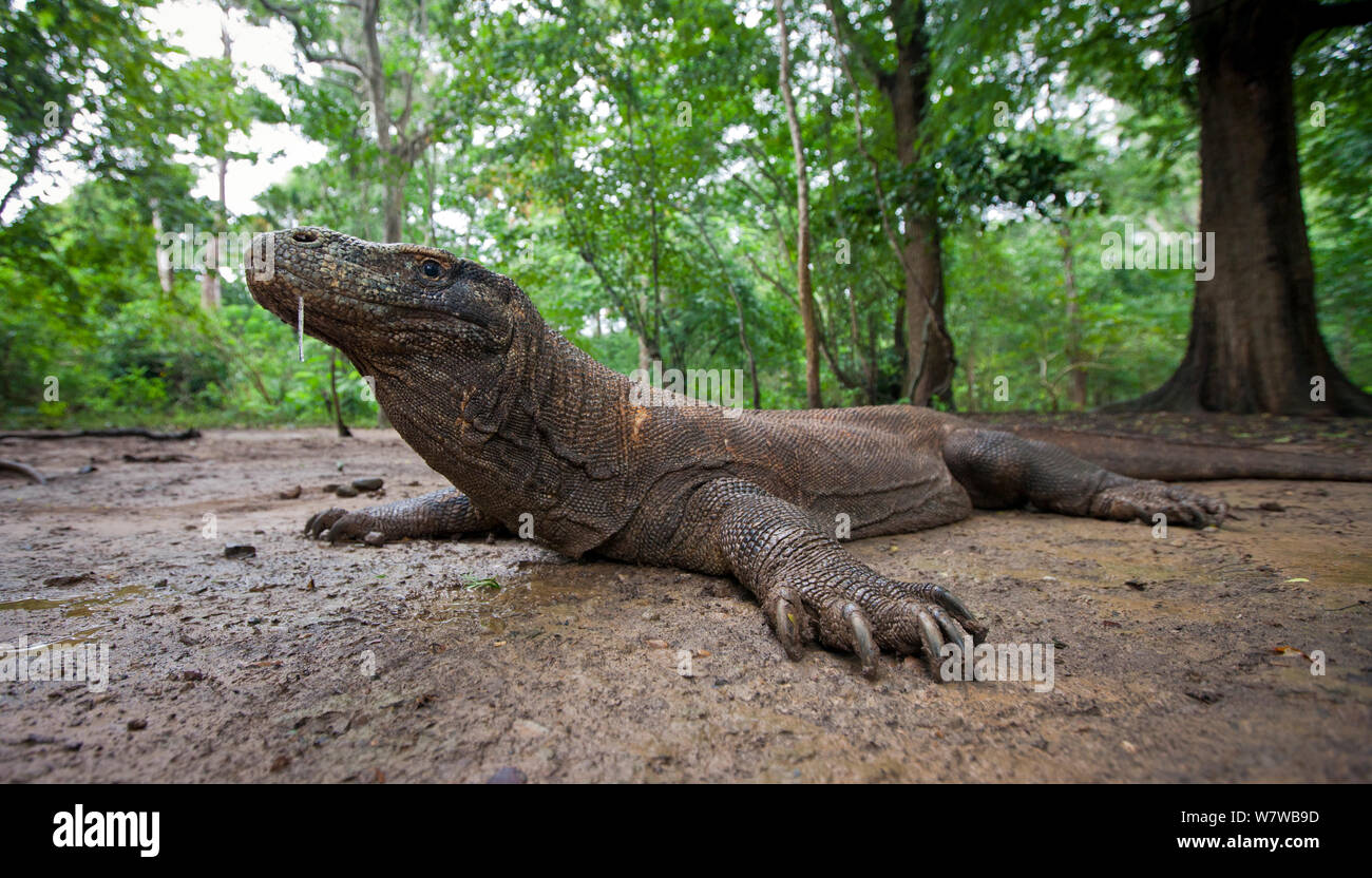 Komodo dragon (Varanus komodoensis) Komodo National Park, Komodo Island