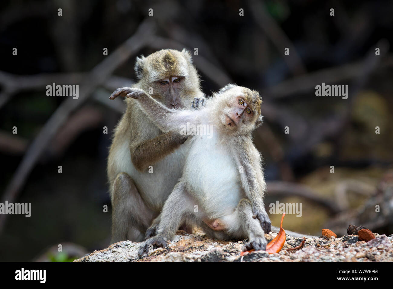 Long-tailed macaques (Macaca fascicularis) grooming, Komodo National Park, Komodo Island, Indonesia. Stock Photo