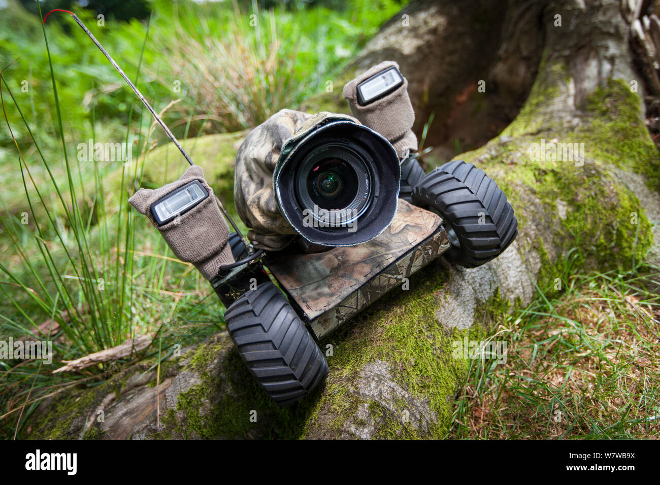 Beetle cam, remote controlled camera buggy set up on tree roots. Stock Photo