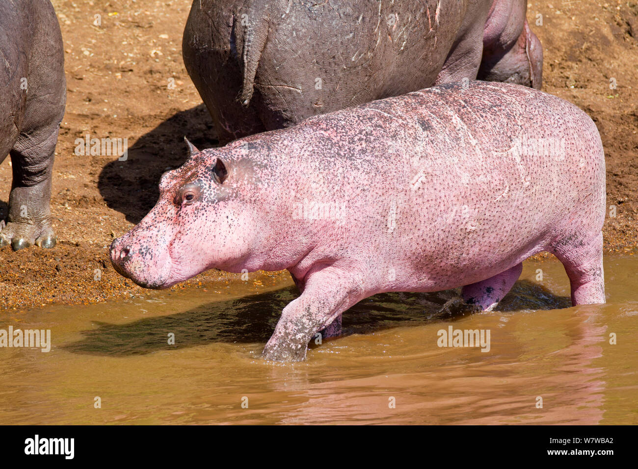 Pink hippopotamus hi-res stock photography and images - Alamy