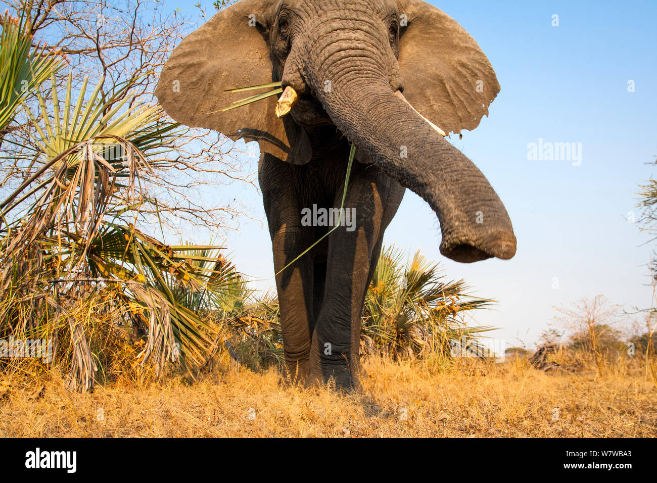 African elephant (Loxodonta africana) close up of trunk, Katavi National Park, Tanzania. Taken with remote camera. Stock Photo