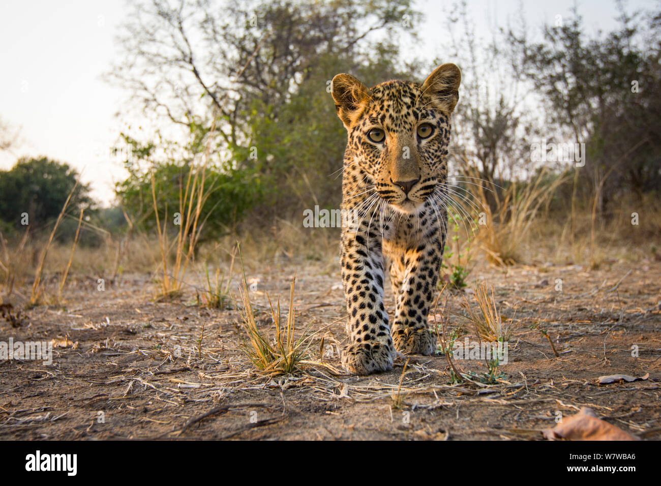 Young African leopard (Panthera pardus) photographed with a remote camera. South Luangwa National Park, Zambia. Stock Photo