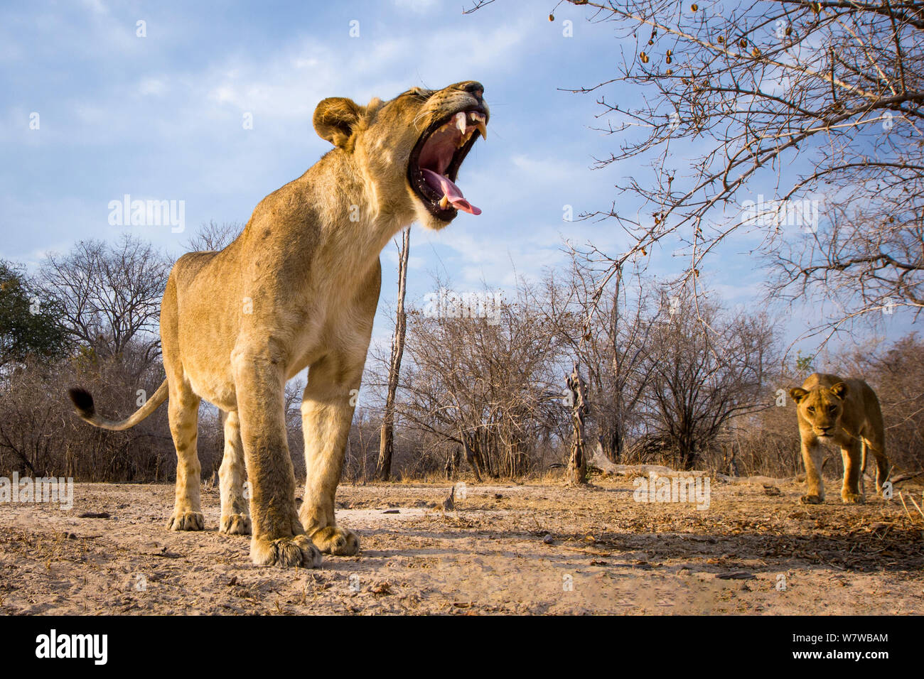 Lioness (Panthera leo) yawning, South Luangwa National Park, Zambia, photographed with remote camera. Stock Photo
